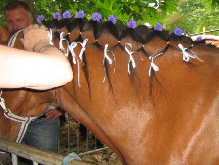 pr�paration d'une jument pour le concour de beaut�,  je trouve �a beau...