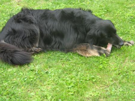 et moi !!! je ne peux que ronger les os, c'est tout ce qu'ils me laissent....