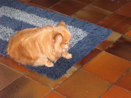   NEPANTHES CHIHOUAHOUA ,� poils longs,  m�me si il me piquait mon tapis , il �tait mon copain