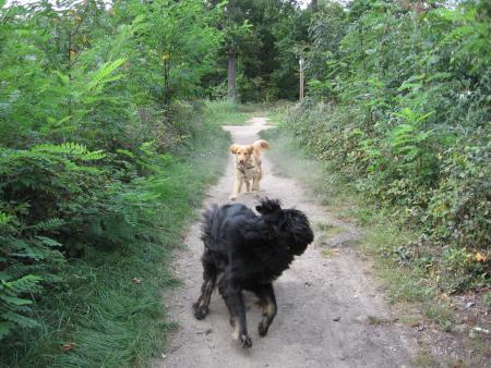 allez!!! les folles.