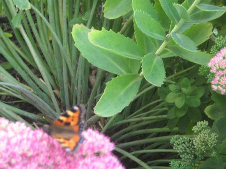 joli papillon, sur les fleurs de Mamiemyope.