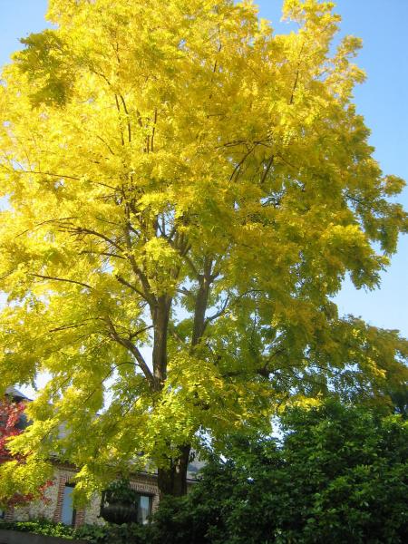    ta couleur or, est  aussi belle que l'amiti� que vous nous portez.....