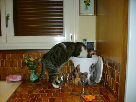 Guizmo qui mange mes croquettes, attends un peu si je t'attrape....