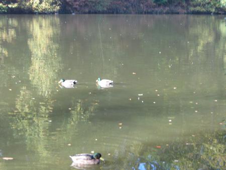 que de belles couleurs....