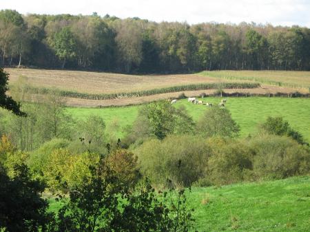 c'est encore bien vert chez nous.