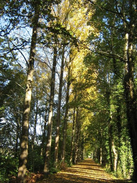 notre cath�drale de verdure devenue OR et VERTE