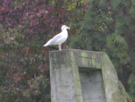 je pose pour Suly....