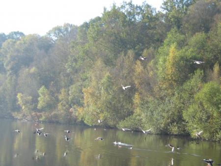un vol de col vert arrive....