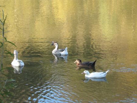 une oie de guin�e avec sa bosse