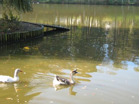 oie de Guin�e et sa copine une petite oie blanche..