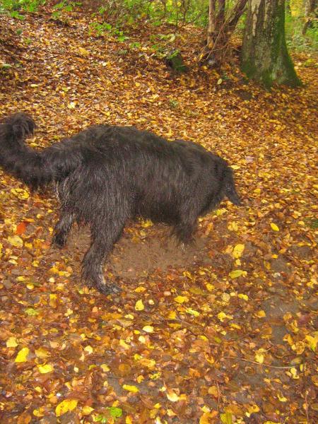 pas le temps de passer , vous voyez il faut que je chasse...