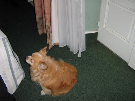 non ce n'est pas un lapin Russe!!!.