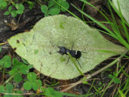 col�opt�re, famille des lucanes