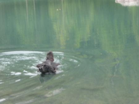 du moment que c'est de l'eau c'est bon.  Lac vert  dep: 74 en  08.07