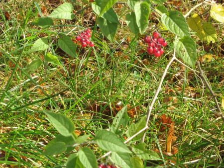 ben!  j'croyais que c'�tait des groseilles!!!