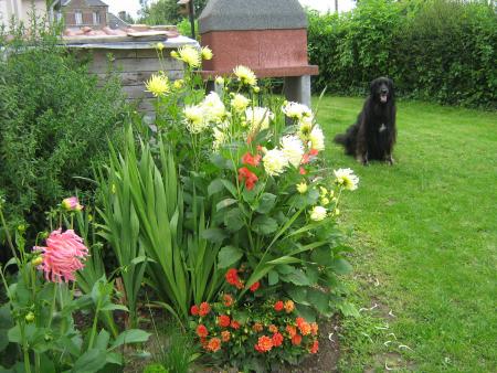 une fleur parmis les fleurs.....