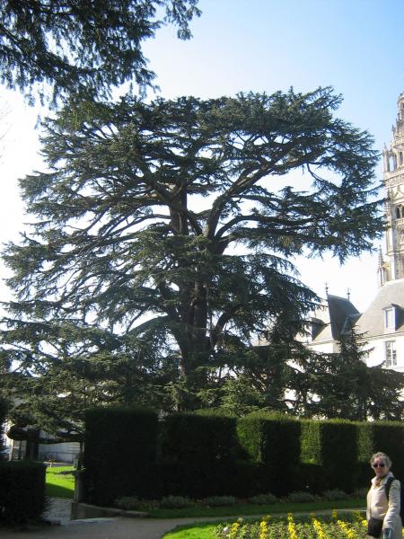 plus de 800 ans pour ce c�dre du Liban, � Tours 02.07