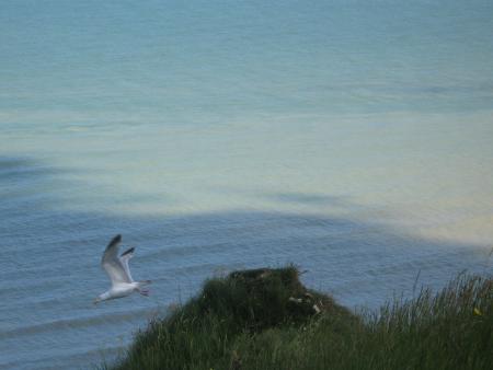 envol d'une mouette au Tr�port