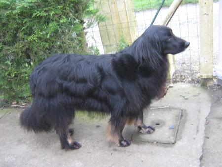 Ugane, chienne HOVAWART?  les yeux de sa ma�tresse...