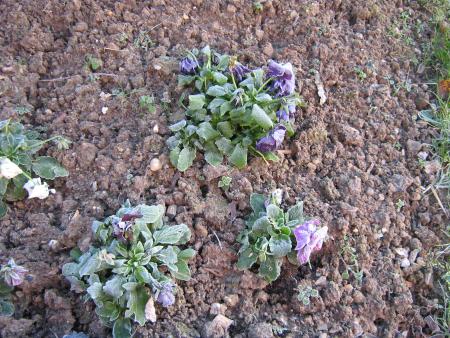 heureusement que les pens�es de Mamiemyope ne sont pas aussi gel�es que ses pens�es fleurs!!!...