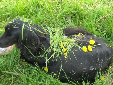 Nostalgie des robes � fleurs des ann�es 70...