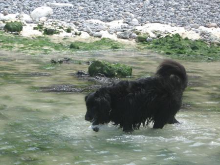 Ugane se prend  pour un ours p�chant  le saumon...