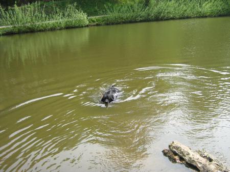 O� sont-ils tous ces canards?....