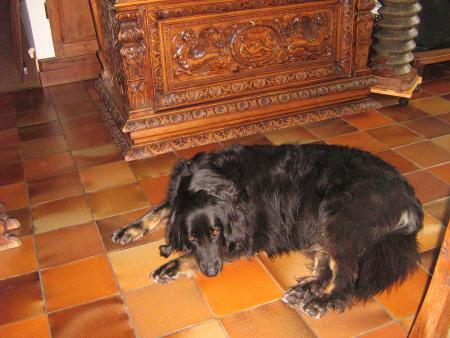 Epuisante la vie de chien, nom d'un toutou poilu!!!....