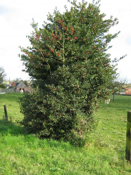 Tiendra-t-il jusqu'� No�l???...