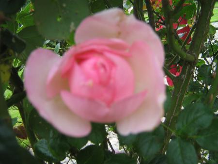 oh! comme  elle a du courage..