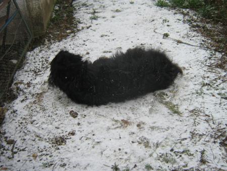 ah!!! huuuummm de la neige.. miam! miam!...