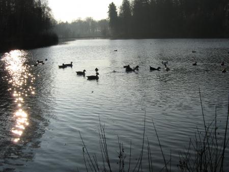 des reflets pour No�l..