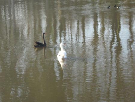 mon copain le cygne noir..