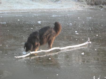 J'ai trouv� un autre jeu, je pousse les gla�ons ou le b�ton avec le museau c'est tr�s amusant, �a va vite