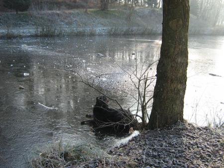 ce matin -8, cela n'a pas d�gel� depuis 1 semaine, et moi, je fais comment pour me baigner!.. hein! hein!!!...