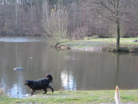 je ne remonte pas moi, j'y cours dans l'eau, lui on y voit que la queue