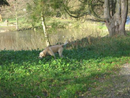 pas normal.. un Labrador qui n'aime pas l'eau il s'est sauv�